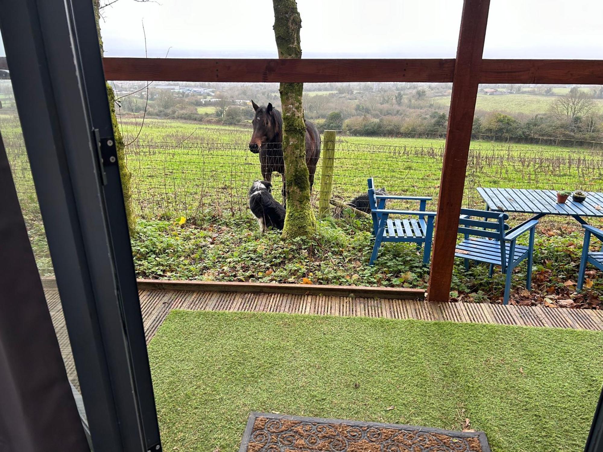 Sky Gazer Cabin In The Woods Dublin Eksteriør bilde